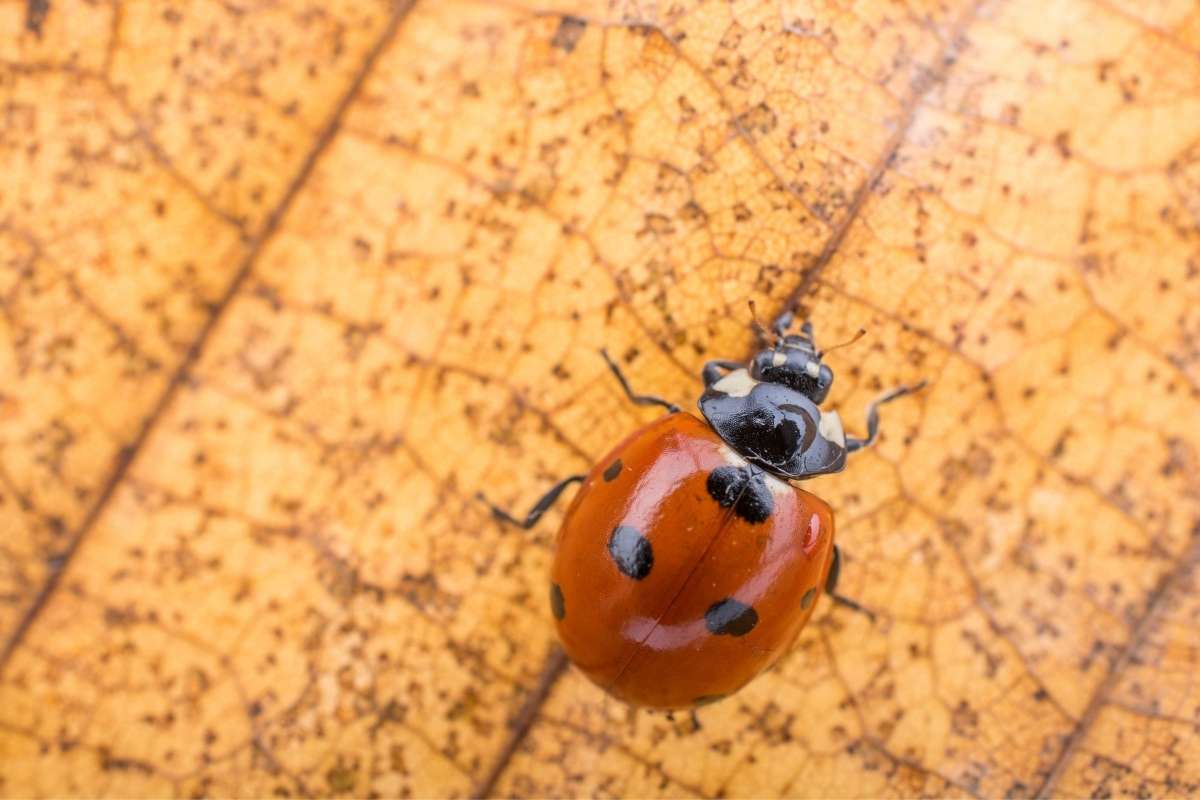 Close-up of an Asian lady beetle (Harmonia axyridis) with an orange-red shell, black spots, and distinctive black-and-white markings behind its head.