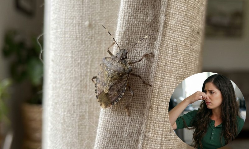 A mottled brown stink bug clings to beige woven fabric, while an inset shows a woman wrinkling her nose in disgust