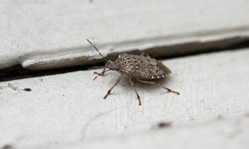 A mottled brown stink bug with long antennae rests on a pale