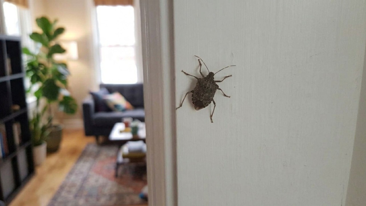 A brown, long-legged insect clings to a white interior wall in sharp focus, with a cozy living room blurred behind it