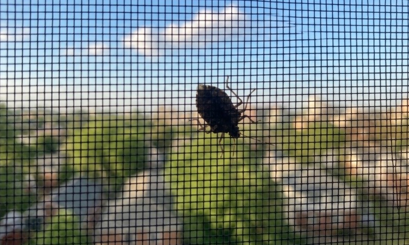 A dark insect clings to fine black window mesh