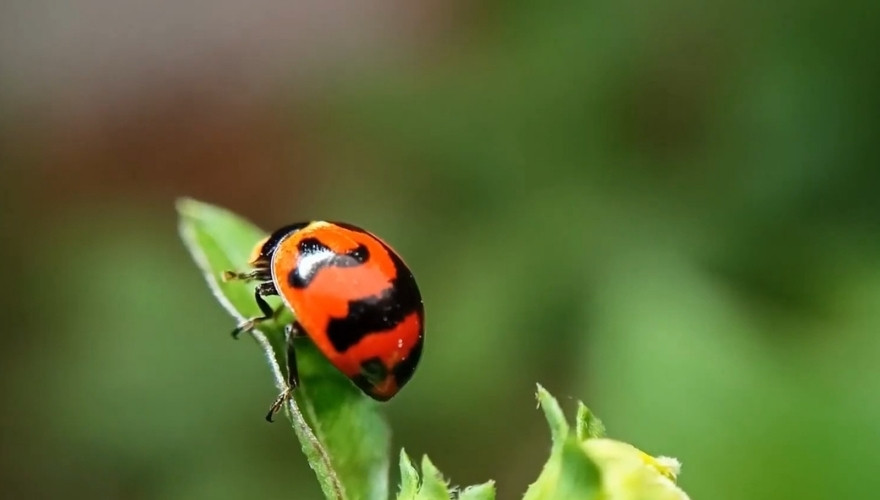 Close-up of an Asian lady beetle with bright orange-red wings and black markings resting on a green leaf.